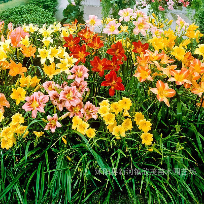 Wholesale supply of Golden Doll Hemerocallis Grass seedling