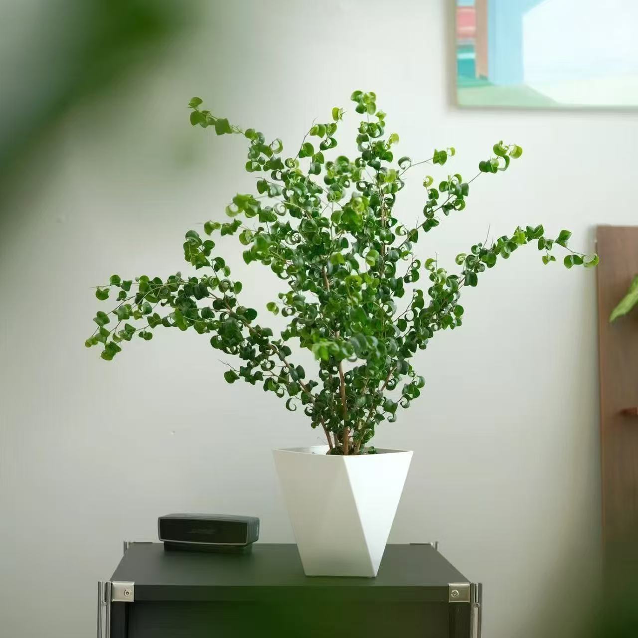 Rolling Fortune Pottery Rolling Leaf Ficus Indoor Pottery F