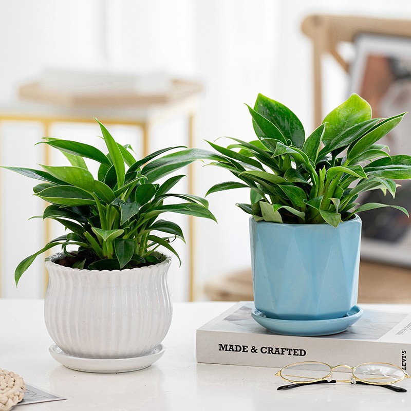 Golden Diamond Potted Plants, Green Rose, Hydroponic Green