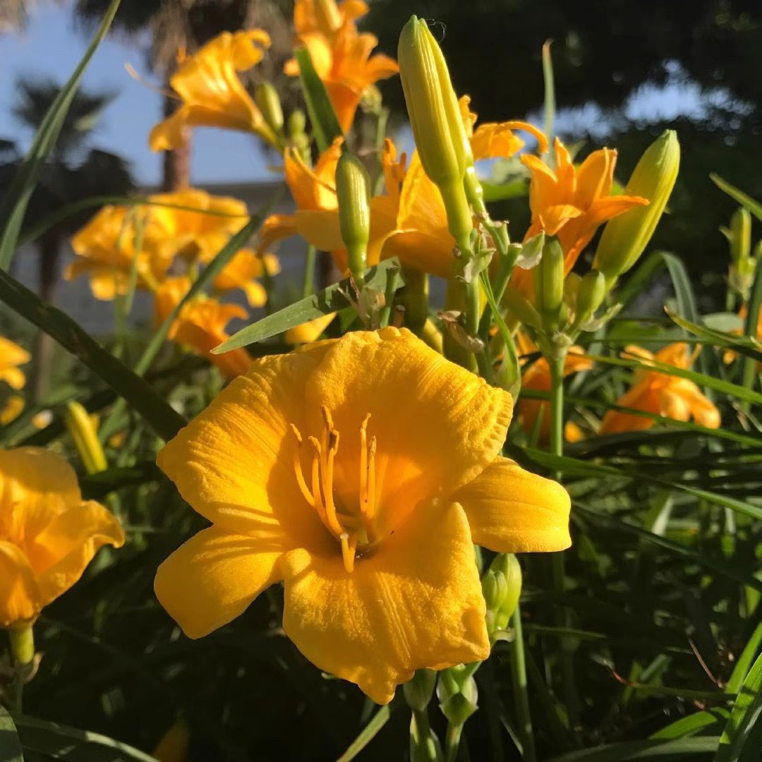 工具金娃娃萱草苗多年生庭院绿化矮生工程苗耐阴耐寒易活观叶观花