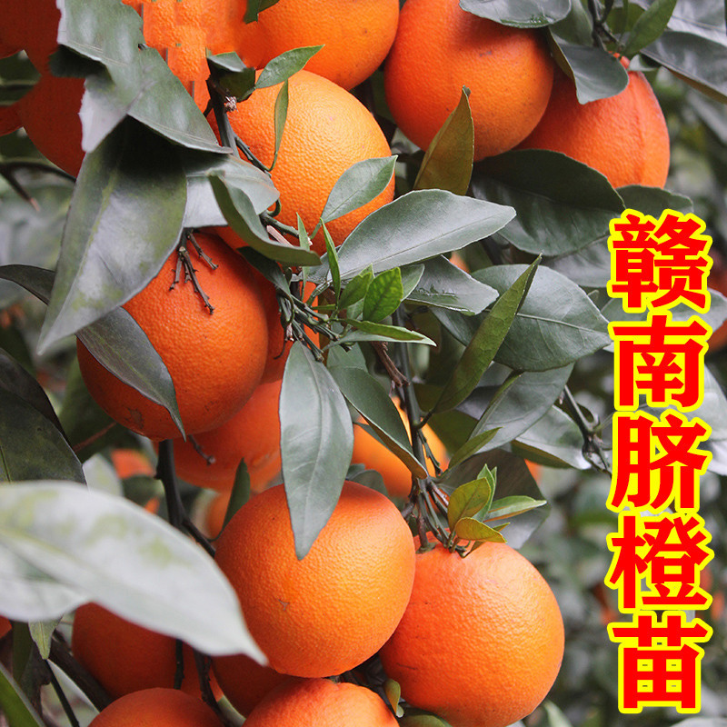 Grafting of Navel Orange Seedlings with Newhall Navel Orang