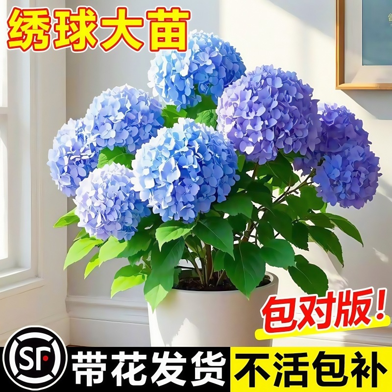 Endless Summer Hydrangea Seedlings Potted Plants with Flowe