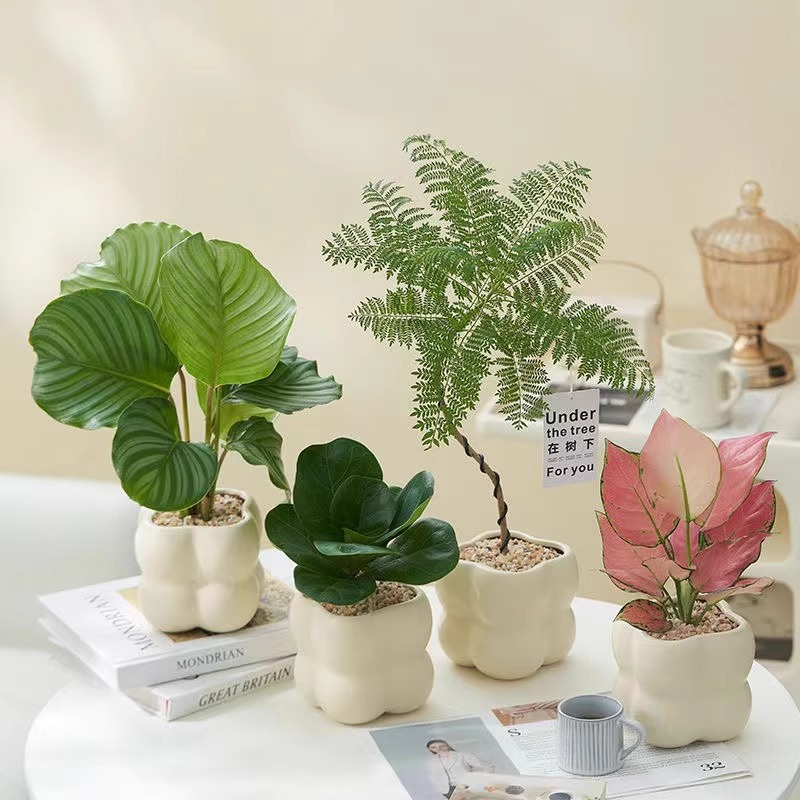 Green plants, indoor flowers, potted plants, office desktop