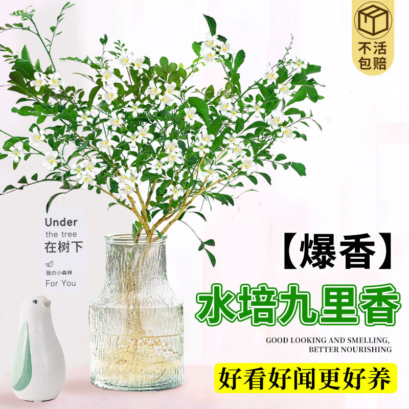 Hydroponic Nine Li Xiang Potted Plants Office Desktop Green