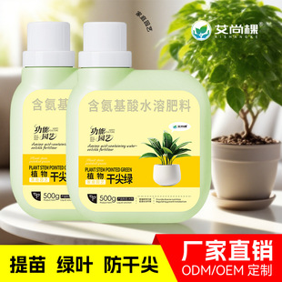 dry plant pointed green gar Wholesale household Aishangge