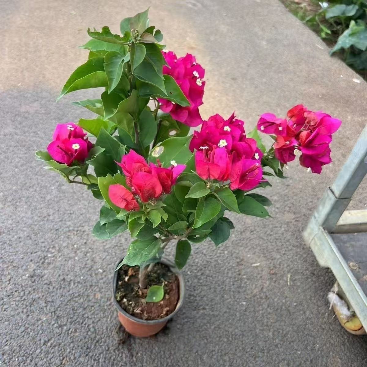 Triangle plum boutique potted four season flowering species