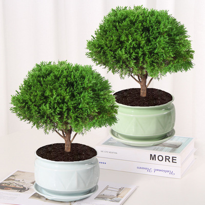 Foggy pine potted plant indoor year-round evergreen foliage