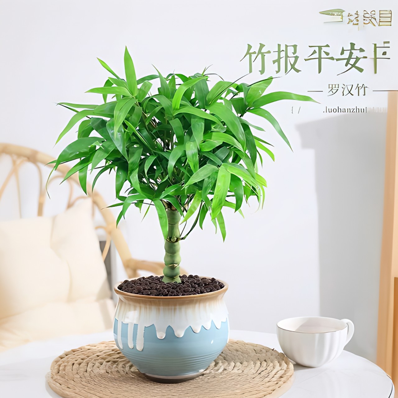 佛肚竹盆栽罗汉竹老桩四季常青植物办公室内客厅矮化盆景花卉绿植