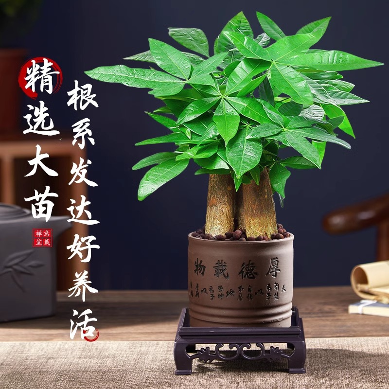 工具发财树小盆栽客厅大绿植物办公室内吸甲醛好养招财摆件发财树