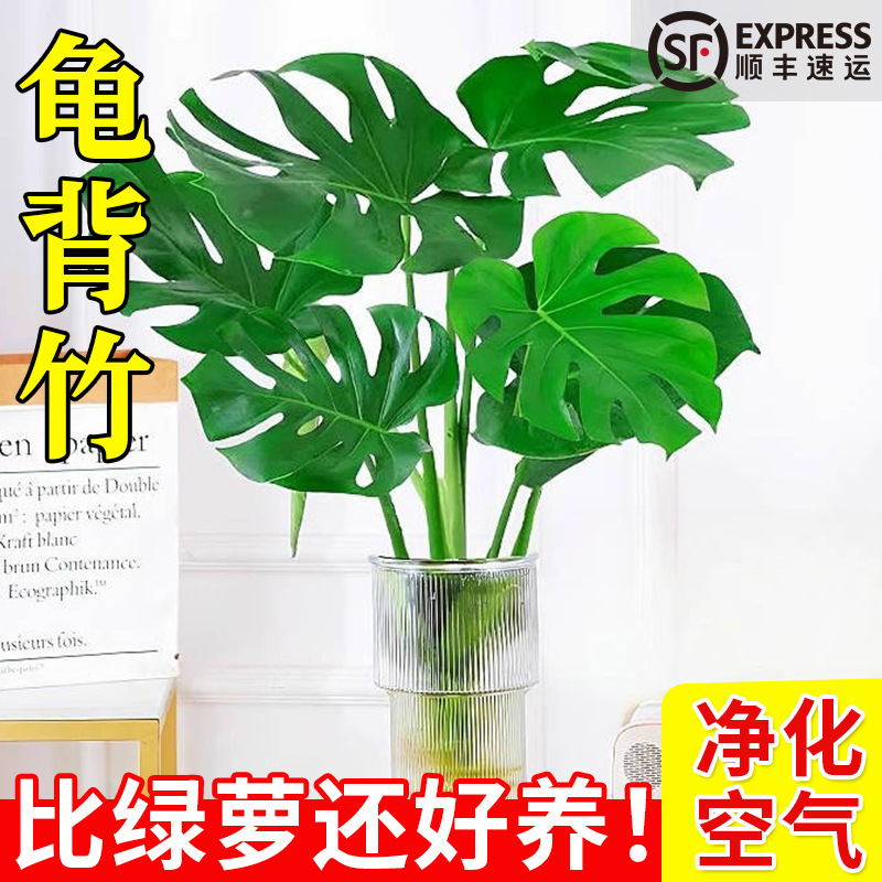 Turtle backed bamboo potted hydroponic plants for indoor ba