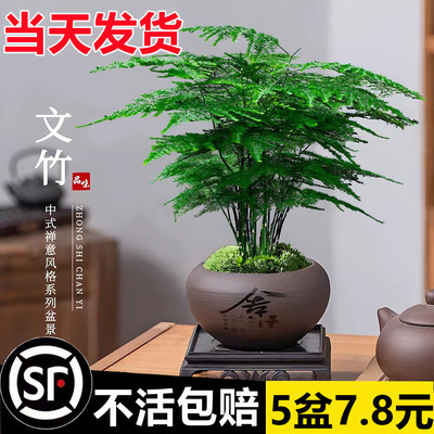 Bamboo bonsai indoor balcony plants office desktop Chinese
