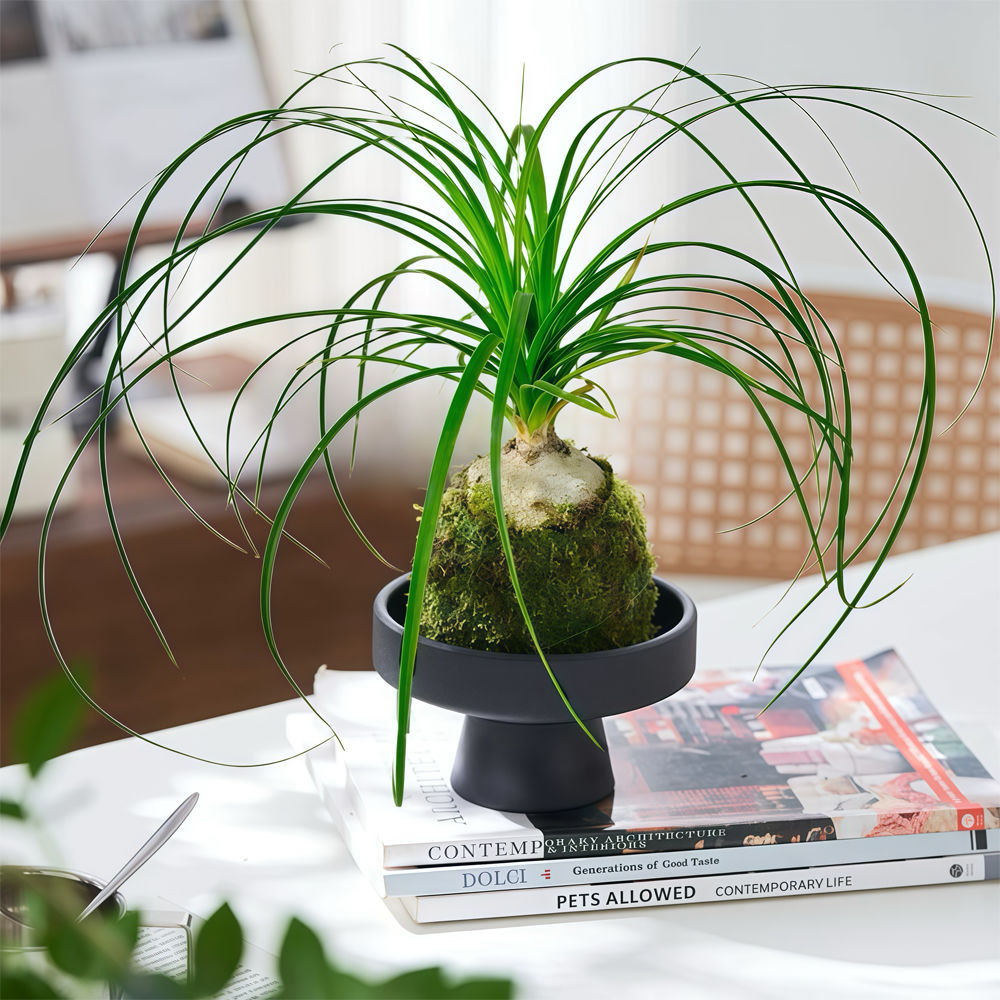 Wine bottle, moss ball, office, anti shooting plant, potted