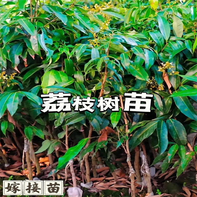 Litchi tree, seedless cinnamon flavored fruit tree, potted