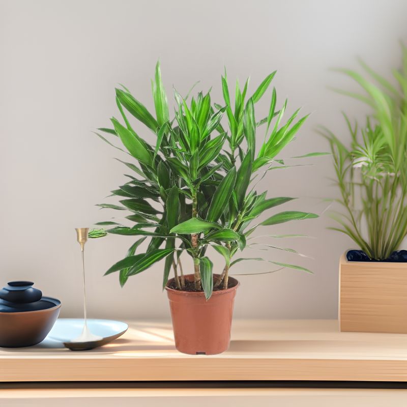 Golden Heart Lily Bamboo Bonsai Living Room True Green Plan