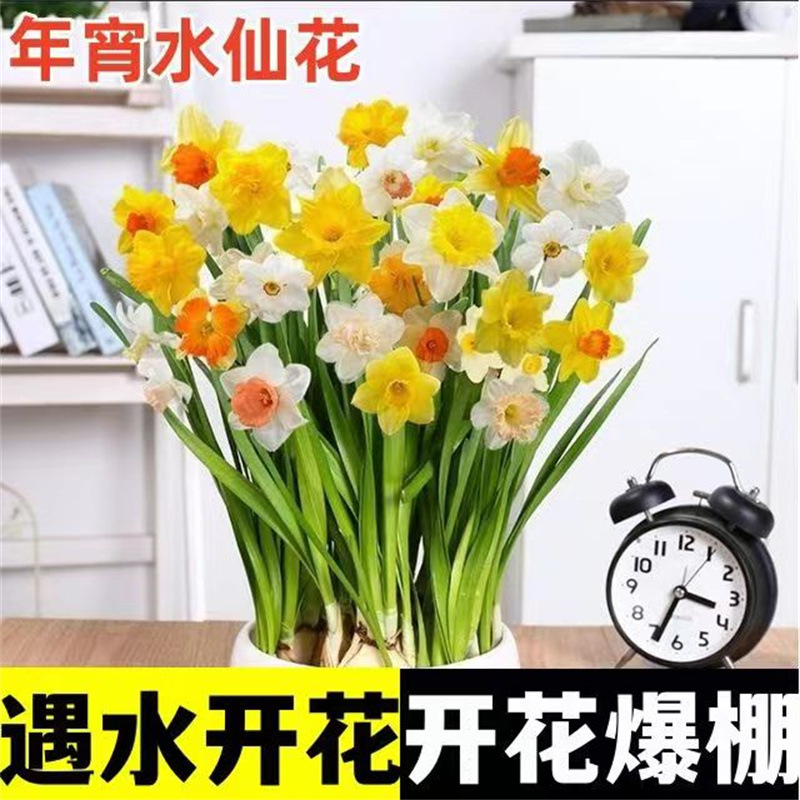 Narcissus Seed Ball Potted Waterborne Plants Indoor Hydropo