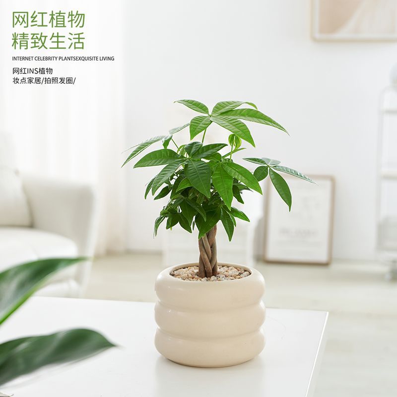 Indoor green plants absorb formaldehyde and purify the air.