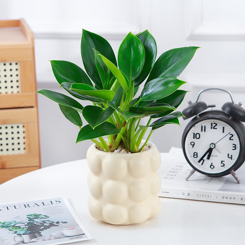 Golden Diamond Potted Plants, Green Princess Plants, Office