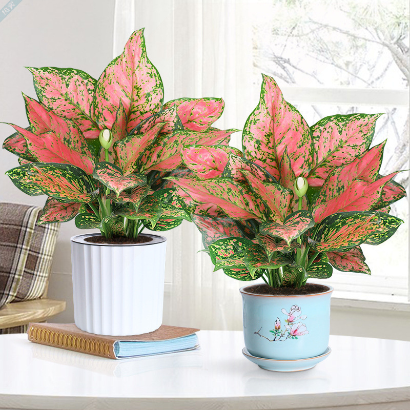 Ruyi Empress Flower Bonsai, Lucky Red Desktop Plants, Indoo
