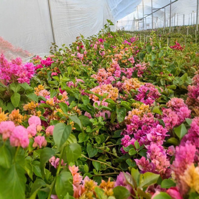 Yunnan Base Direct Supply Color Double Petals Multi colored