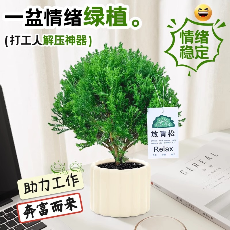 Fog pine potted plant with green pine and plants placed in