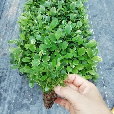Supply indoor foliage plants, Douban green flowers, Jade le