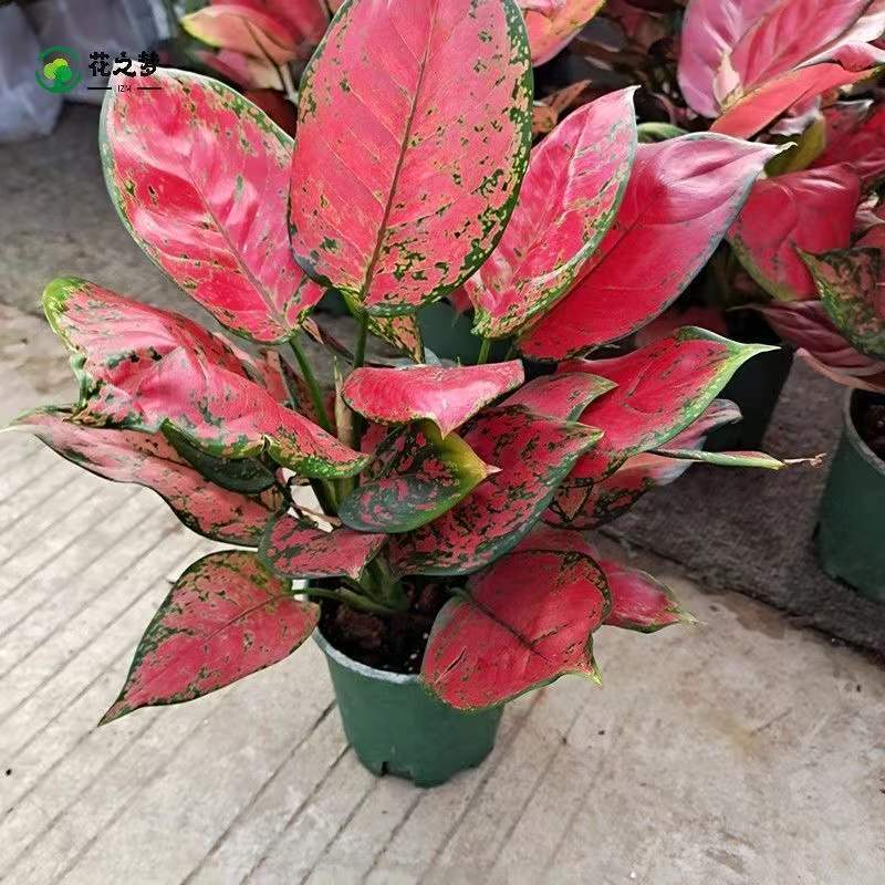 Ruyi Empress Colored Leaf Coarse ribbed Grass Potted Flower