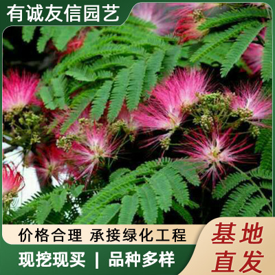 Hehuan sapling base wholesale Hehuan sapling velvet flower