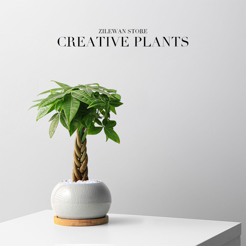 Wufu Wealth Tree Desktop Pottery Indoor Living Room Lazy Fo