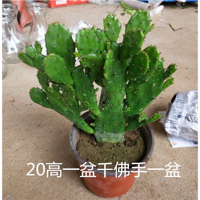 Thousand Hand Guanyin Potted Plants Indoor Balcony Green Pl
