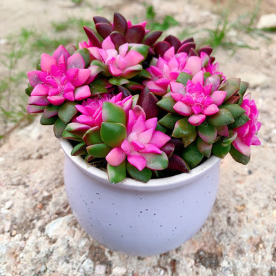 Meatball blowing snow card, Japanese pine brocade, succulen