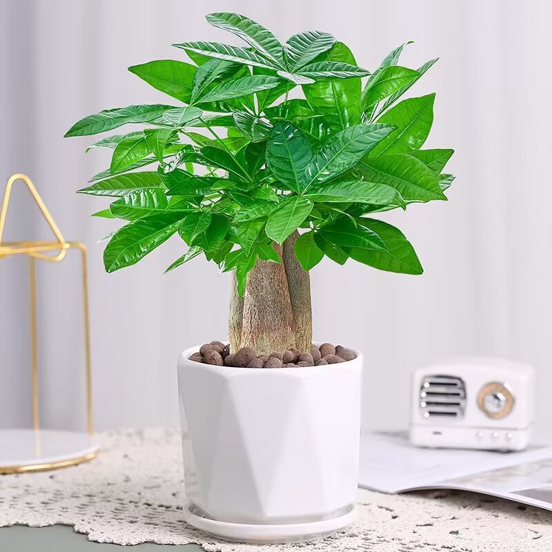 Fortune tree, potted green plants, multi pole indoor living