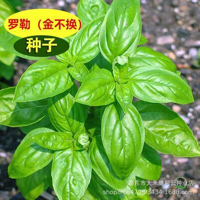 意大利甜罗勒种子甜香罗勒九层塔香草可食用盆栽阳台厨房驱蚊