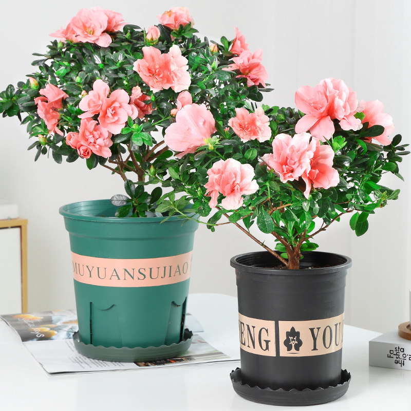 Rhododendron bonsai, old stump, large seedling with flower