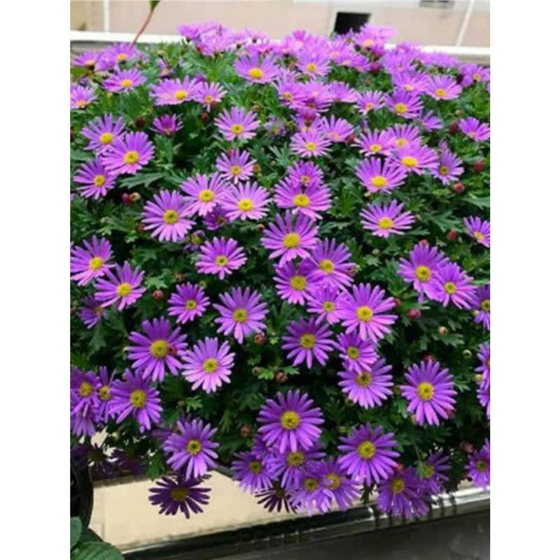 花种子开花易种活姬小菊种孑室内外盆栽花卉小雏菊太阳花种籽