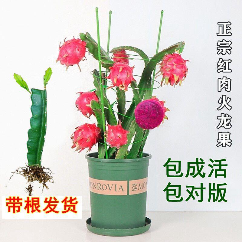 Red meat, red heart, dragon fruit seedlings, potted plants,