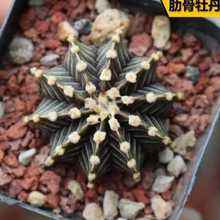 4cm corm Thailand peony rare from imported Rib genuine