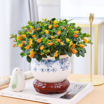 金鱼吊盆栽大金鱼花室内开花植物阳台桌面垂吊花卉四季常青绿植