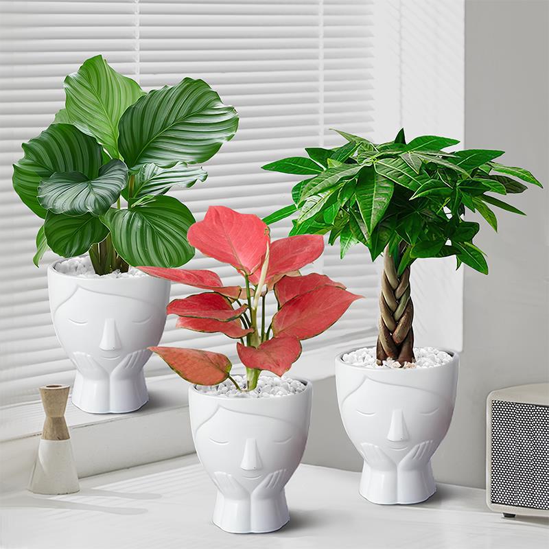 Ladies' pots, office desks, green plants, small potted plan