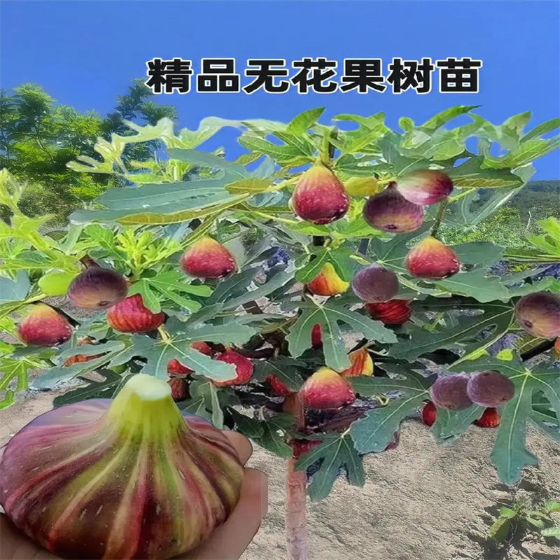 无花果树果苗特大果矮化盆栽波姬红南方北阳台种植当年结果新品种
