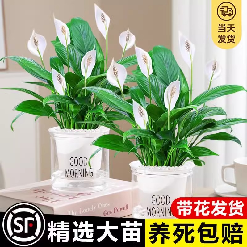 White palm potted flowers, smooth sailing plants, indoor fl