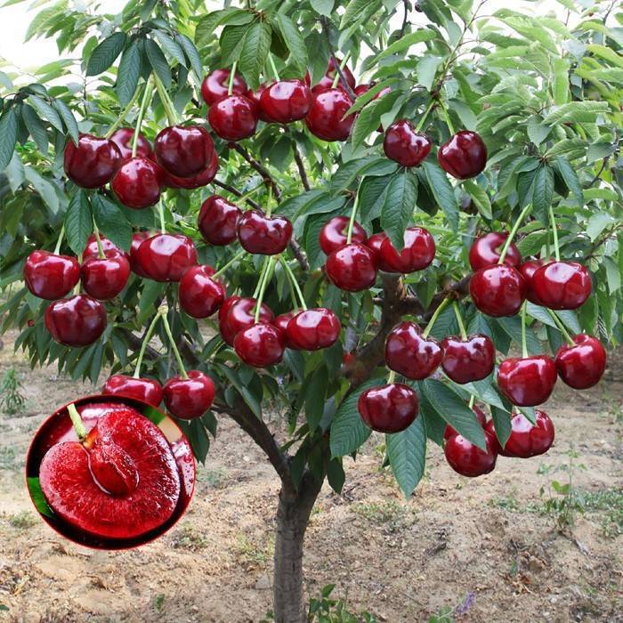 Cherry tree saplings, cherry trees, planting potted plants