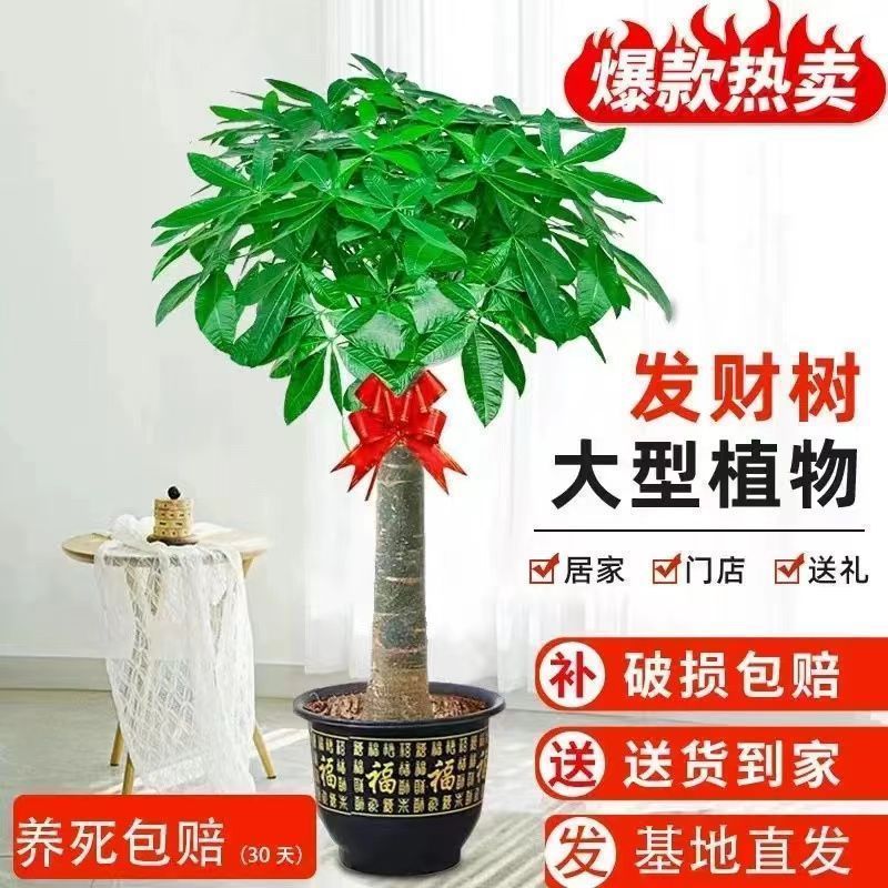 Fortune tree, big tree, living room, green plants, potted p