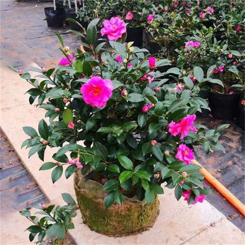 Tea plum blossom seedlings, small roses, tea plum balls, Go