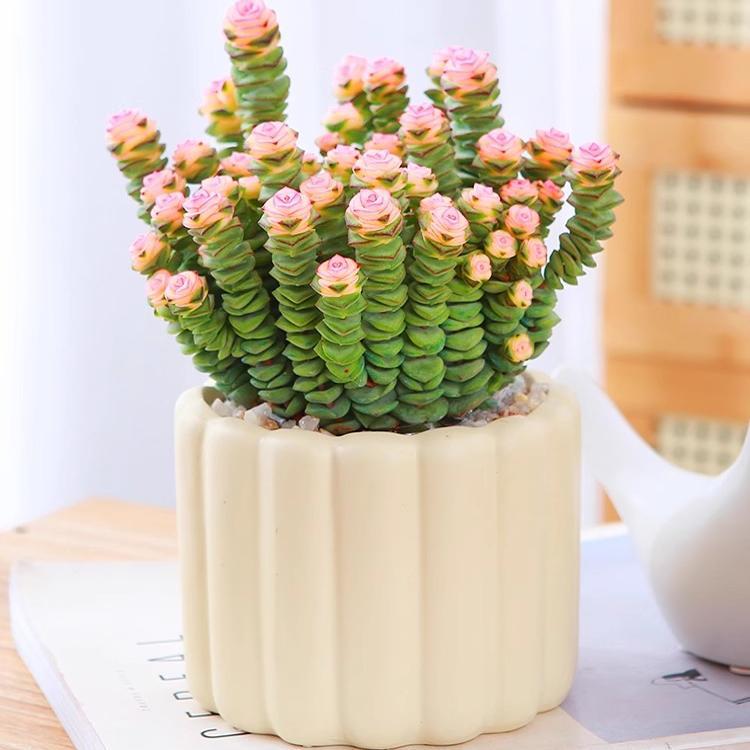 Money skewers, green plants, succulent small potted plants,