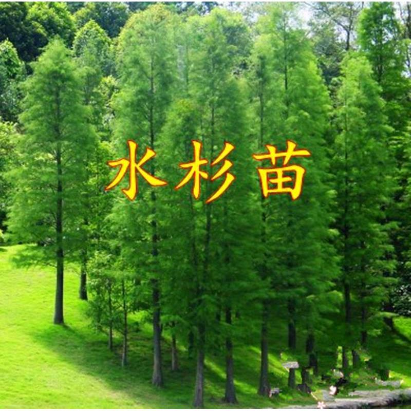 Shui Shan Miao Shui Shan Shu Miao Yun Shan Chi Shan Xiao Mi