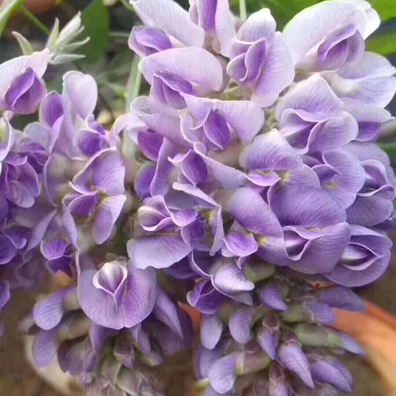 Base Garden Vine Japanese Purple Vine Seedlings Purple Crys