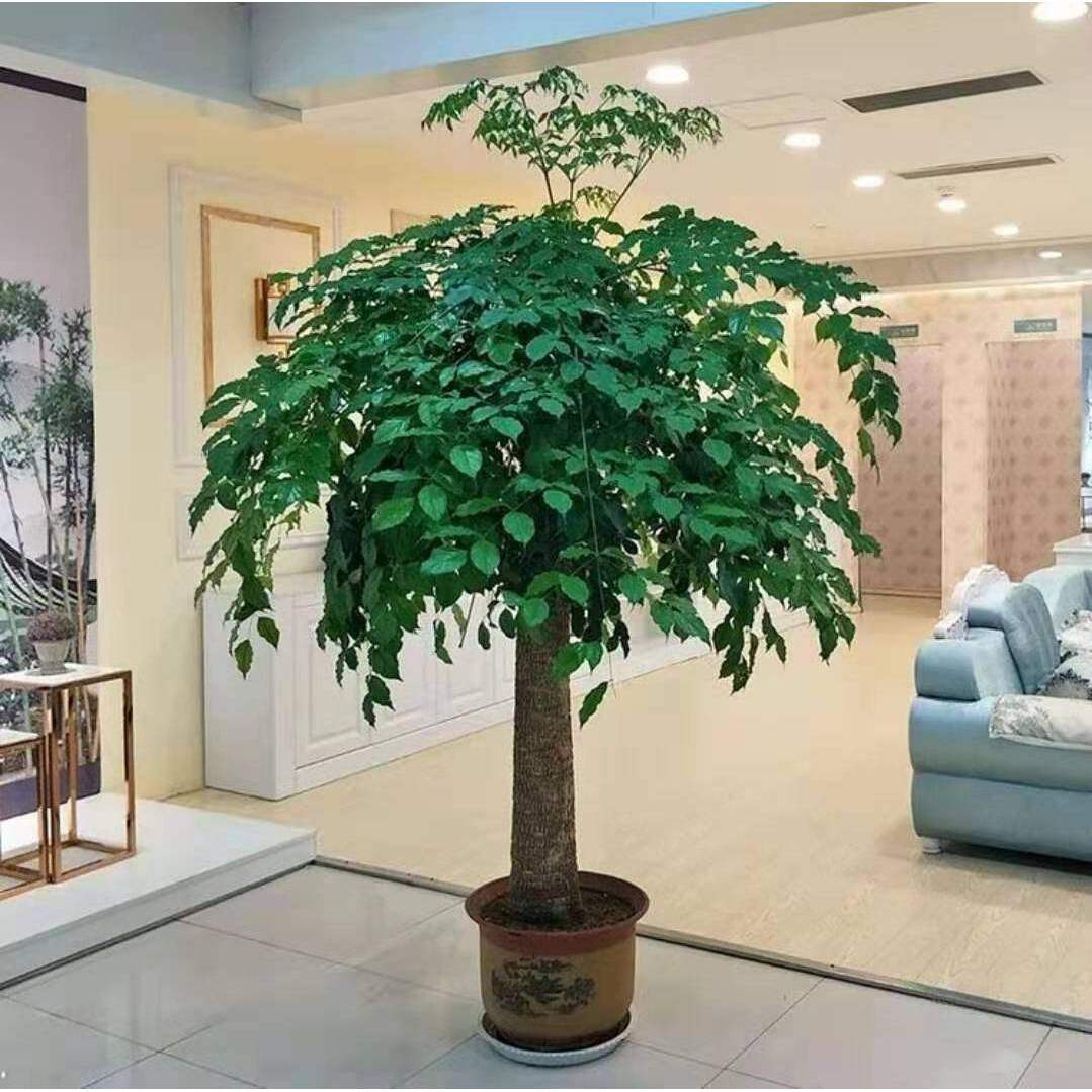 Happiness tree, single pole, large potted plant, tree stump