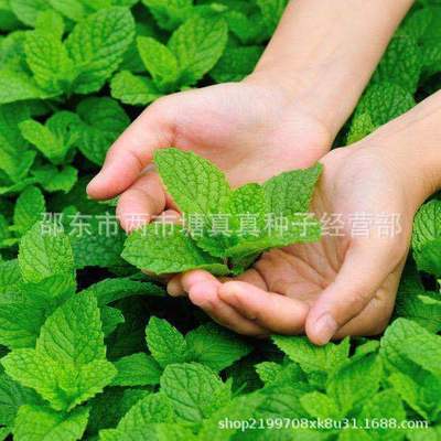 薄荷种子 美国薄荷 留香薄荷种子 阳台庭院室内外花卉植物种子