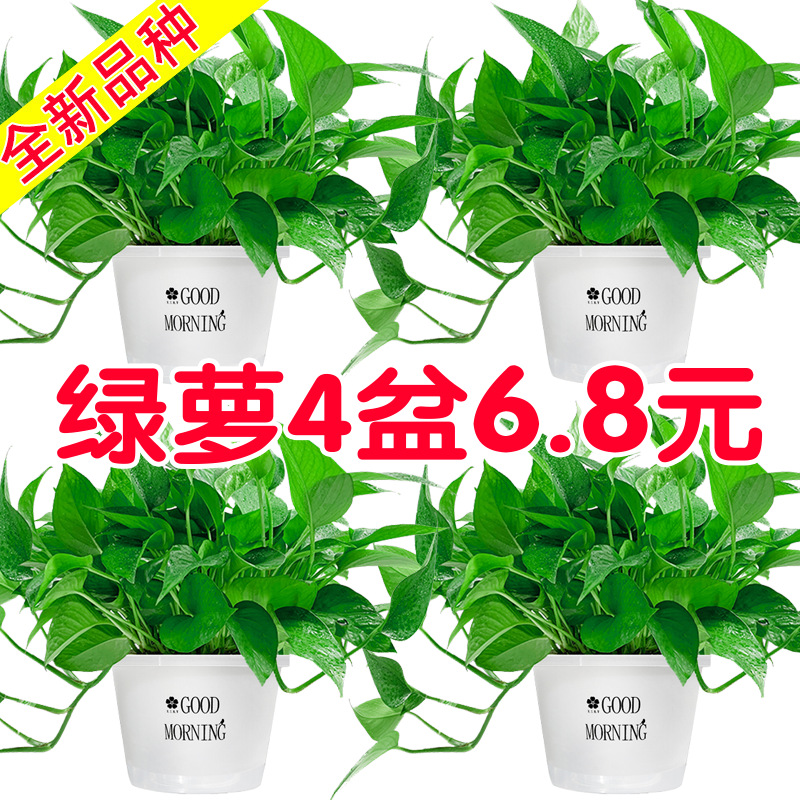 Green ivy potted plants are good for indoor maintenance and
