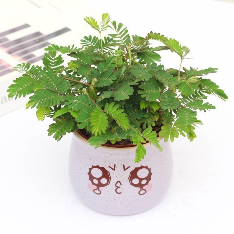 Shy Grass Small Potted Flowers Indoor Balcony Plants Shy Gr